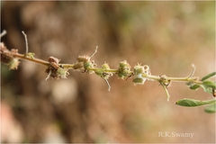 Indigofera glandulosa